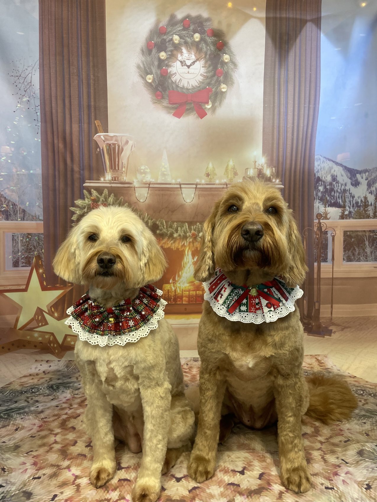 Two groomed dogs sitting in matching festive collars in front of a Christmas backdrop