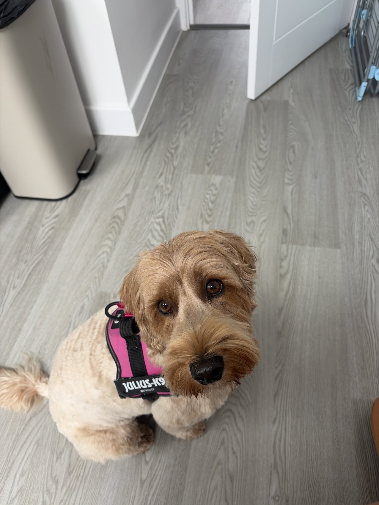 A small doodle in a harness sitting on a grey floor