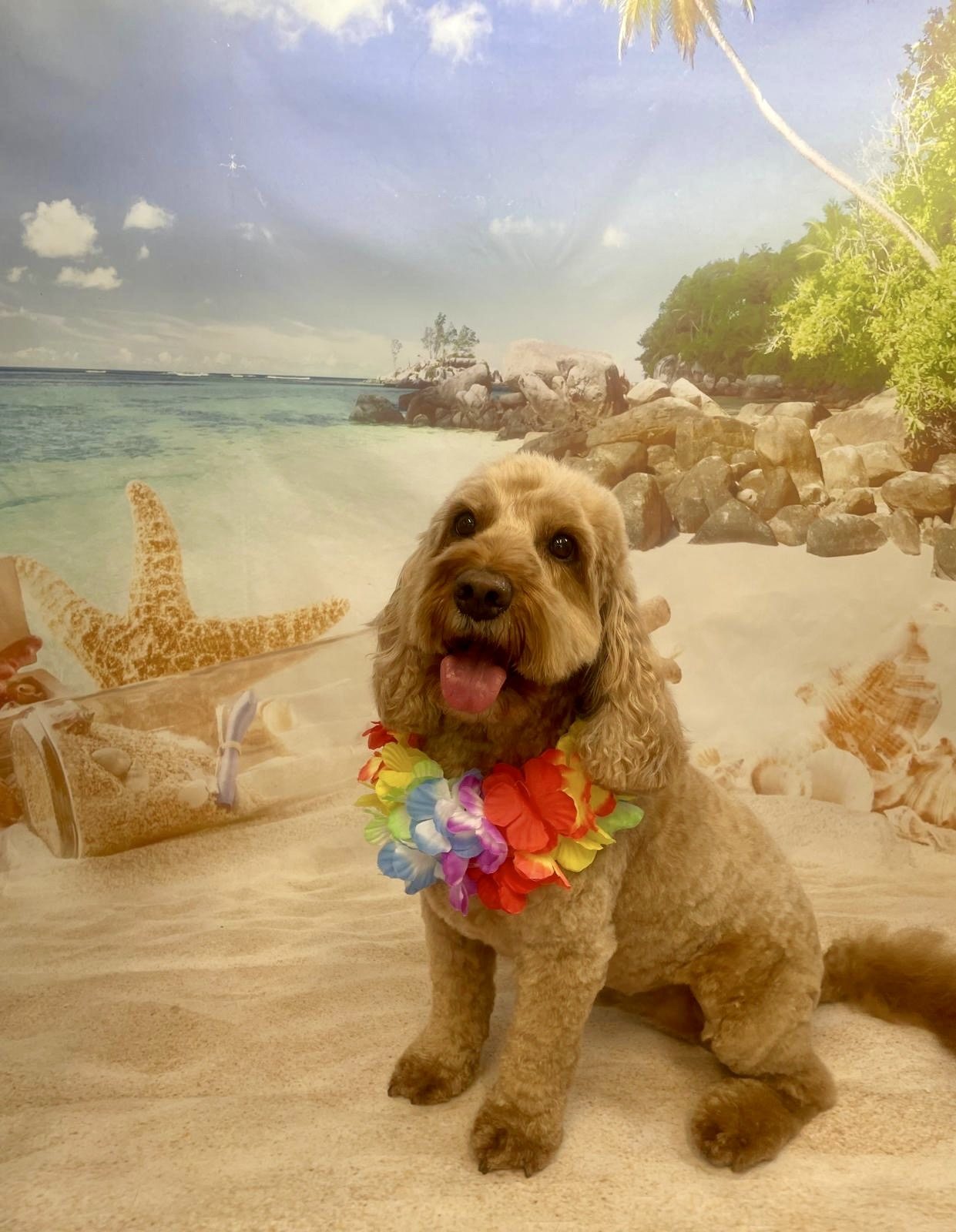 A golden cockapoo wearing a flower garland in front of a beach backdrop