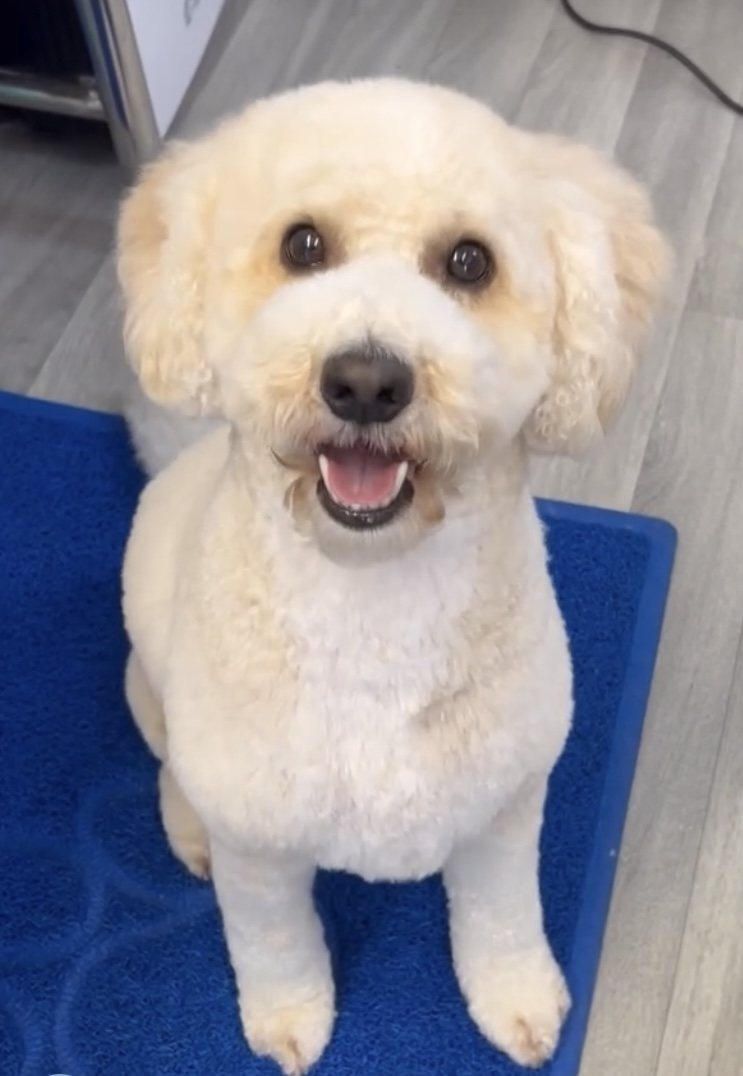 A fluffy cream poodle cross sitting on a blue mat