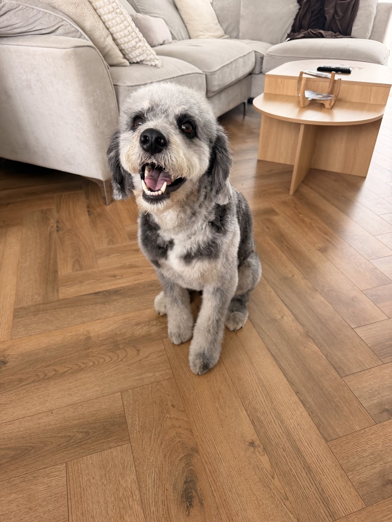A grey merle doodle sitting on a wooden floor