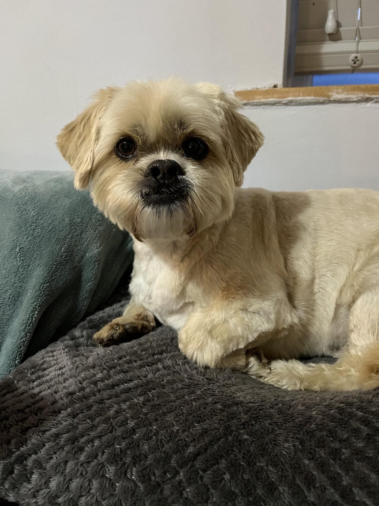 A freshly groomed shih tzu resting on a grey bed