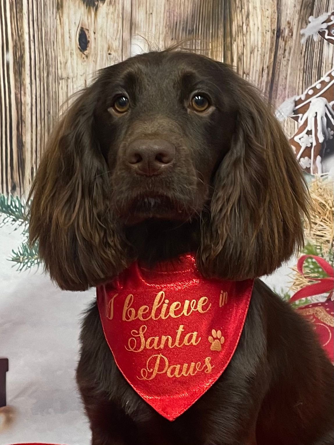 A chocolate cocker spaniel wearing a red I believe in Santa Paws bandana