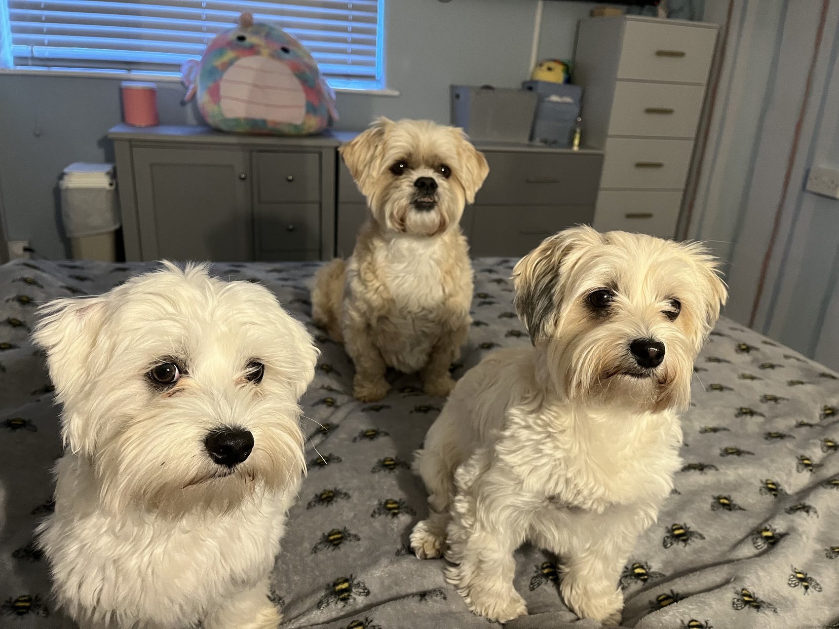 Three small white and cream dogs sitting together on a bed