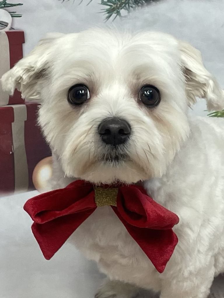 A white dog wearing a red velvet bow tie