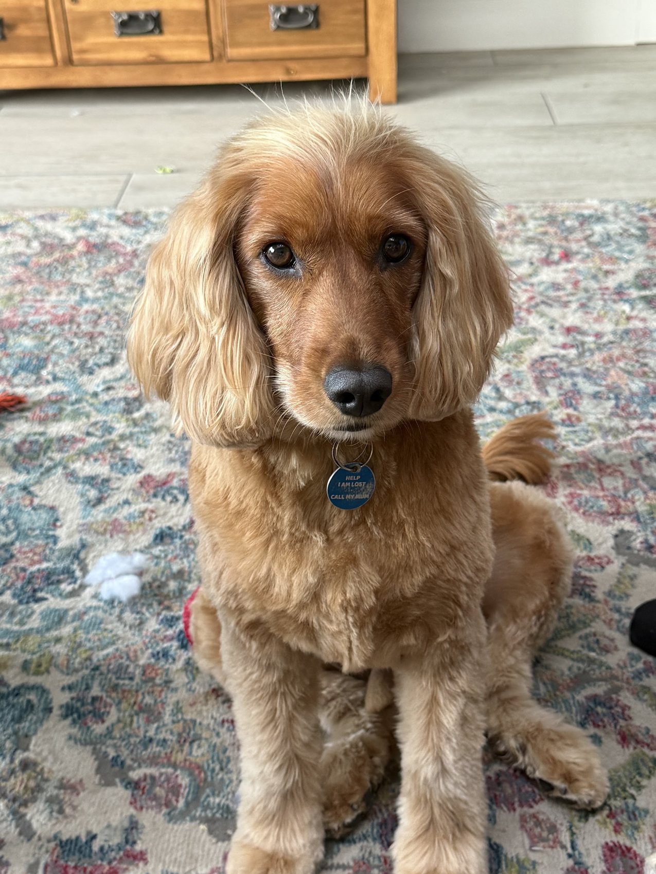 A freshly groomed ginger cocker spaniel sitting on a patterned rug